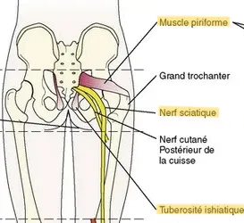 https://clemedicine.com/20-bloc-du-nerf-sciatique-echoguide/